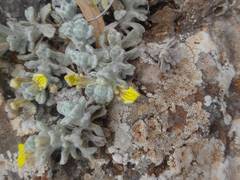 Ajuga chamaepitys