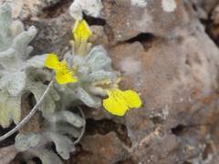 Ajuga chamaepitys