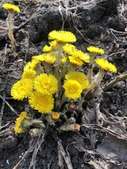 Tussilago farfara