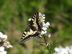 Papilio machaon britannicus