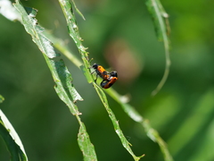 Clytra quadripunctata