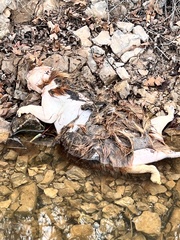 Marmota flaviventris