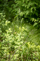 Elymus hystrix