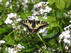 Papilio machaon britannicus