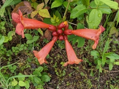 Campsis radicans