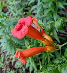 Campsis radicans
