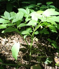 Scopolia caucasica