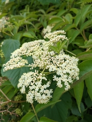 Sambucus canadensis