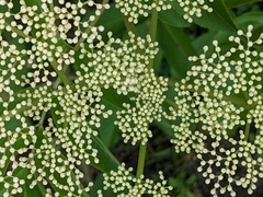 Sambucus canadensis