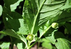 Scopolia caucasica