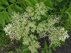 Sambucus canadensis
