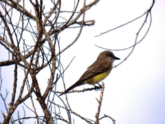 Tyrannus melancholicus