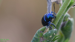 Chrysochus chinensis