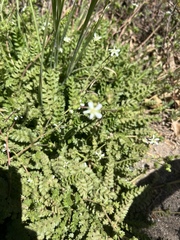 Horkelia clevelandii