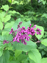Syringa josikaea