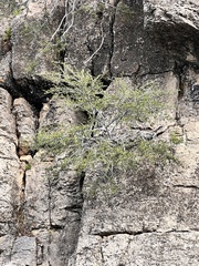 Cercocarpus ledifolius intermontanus