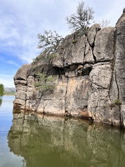 Cercocarpus ledifolius intermontanus
