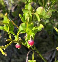 Vaccinium myrtillus