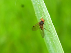 Chrysopilus cristatus