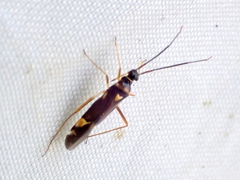 Cyllecoris histrionius