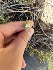 Leptosiphon ciliatus