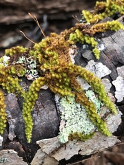 Macromitrium microstomum