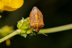 Carpocoris purpureipennis