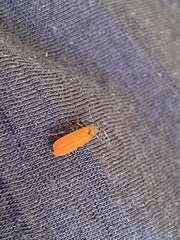 Dictyoptera aurora