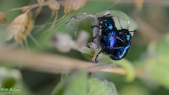 Chrysochus chinensis