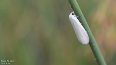 Scirpophaga