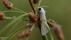 Scirpophaga