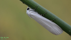 Scirpophaga