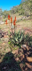 Aloe cryptopoda