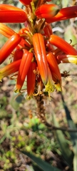Aloe cryptopoda