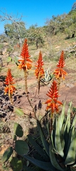 Aloe cryptopoda