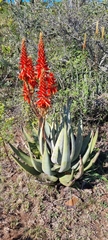 Aloe cryptopoda
