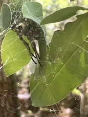 Araneus bicentenarius
