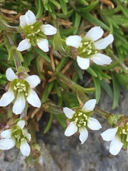 Cherleria biflora