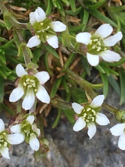 Cherleria biflora