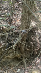 Araneus bicentenarius