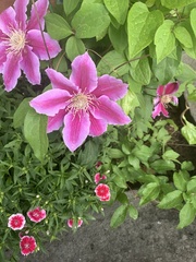 Clematis florida
