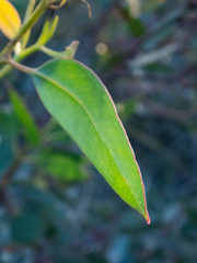 Eucalyptus annulata