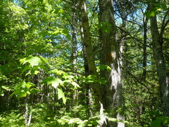 Acer rubrum image