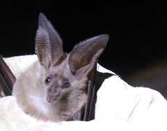 Macrotus californicus