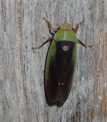 Ponana