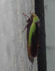 Ponana