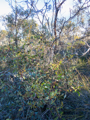 Eucalyptus annulata