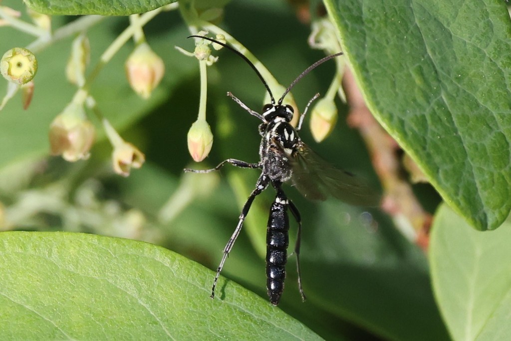 Coelichneumon azotus from Monroe, NJ, USA on May 30, 2022 at 07:42 AM ...