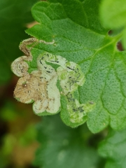 Phytomyza glechomae