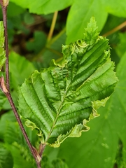 Aculops macrotrichus
